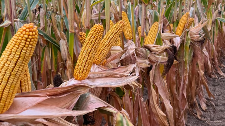 Combat high fertilizer prices with greater efficiency