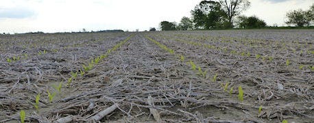 planting_corn_early_vs_yellow_corn_syndrome_dilemma_begins_1_635657361599344896.JPG