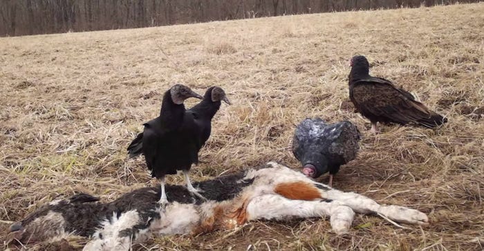 black vultures eating calf