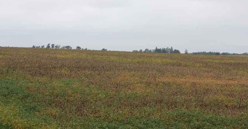 soybean field damaged by and soybean cyst nematode