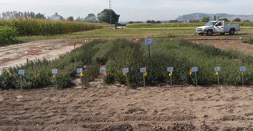 A mint variety trial plot is seen at the Panhandle Research and Extension Center in Scottsbluff, Neb.