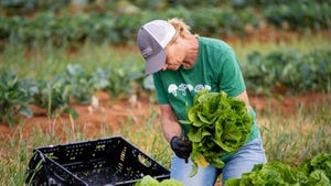 Lynda Carrier harvests lettuce