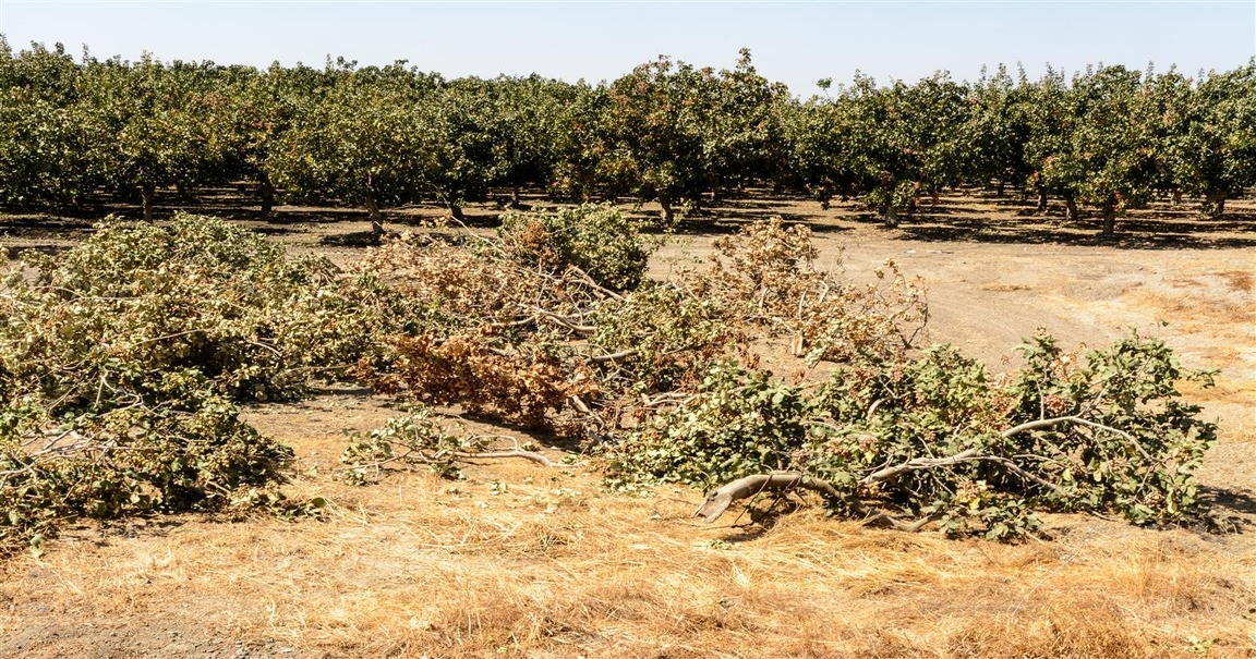 California tree nut harvest could hit records this year
