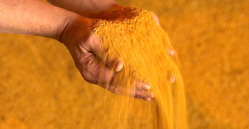 hands in distillers grain