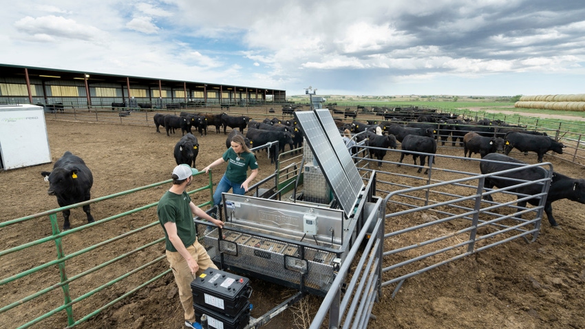 Researchers in cattle pen with cattle
