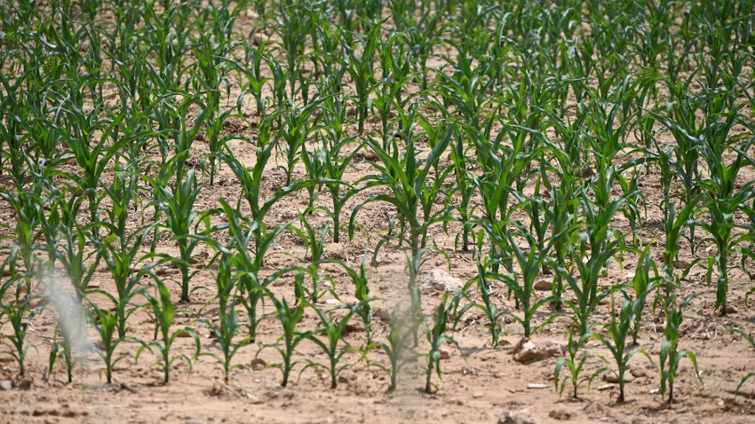 A cornfield with young plants emerging