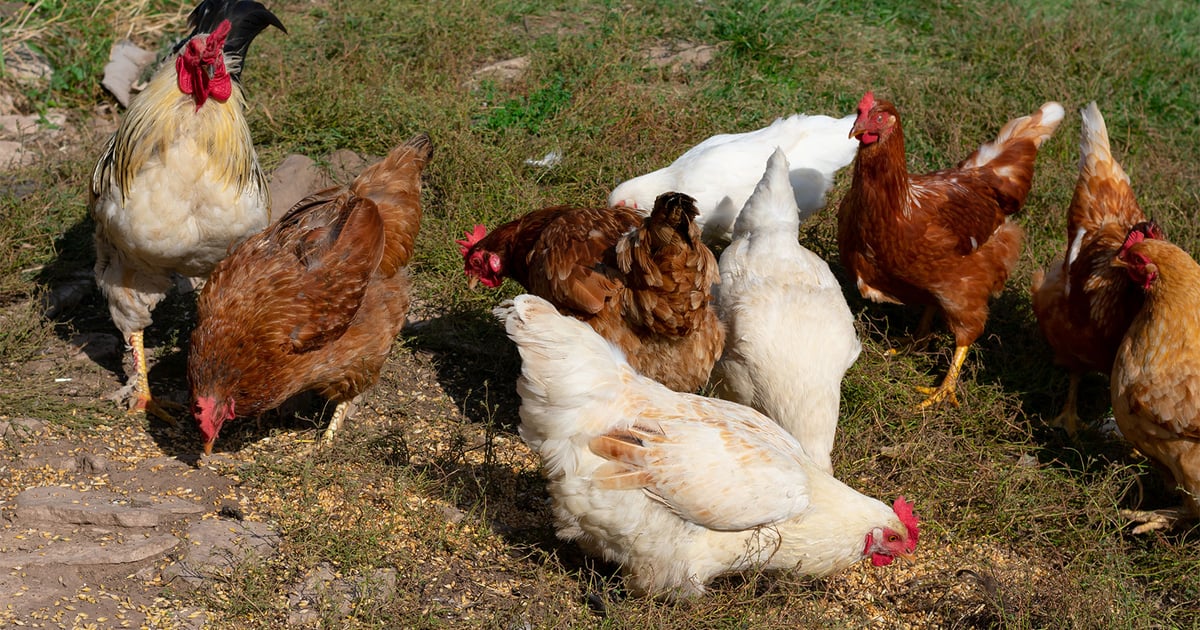 Backyard flock tests positive for avian flu