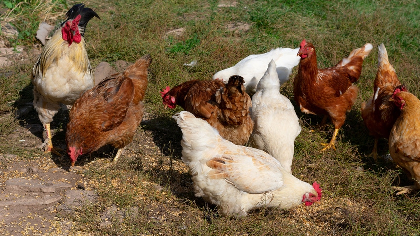 A flock of chicken grazing freely