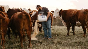 Shelby Lager pouring a bucket of feed in a pasture surrounded by Hereford cattle