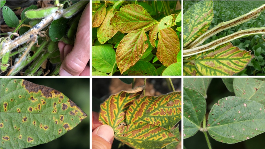 six soybean leaf diseases, grid of six photos