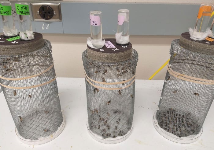 bee cages involved in Oregon State University honeybee study
