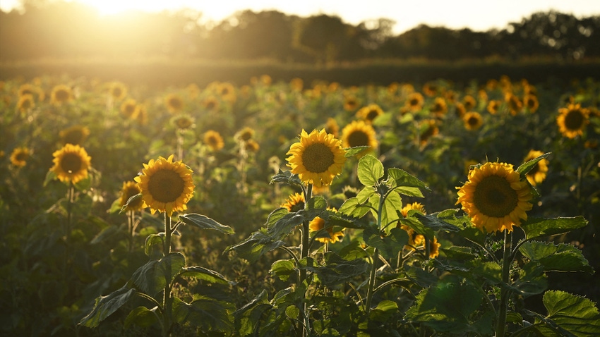 sunflowers in a field on a sunny day