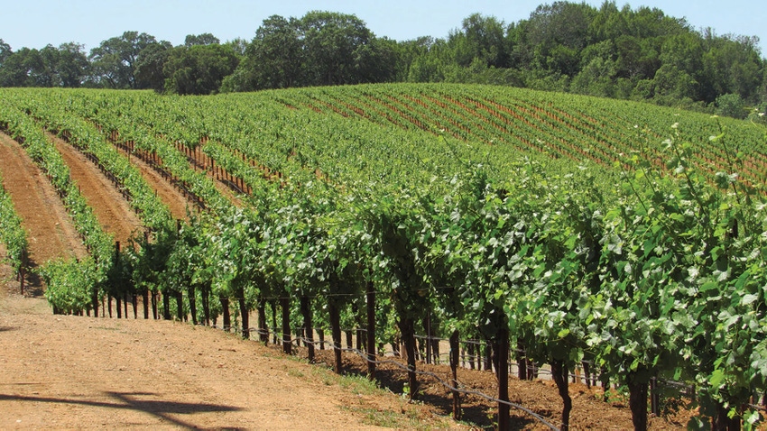 vineyard acreage