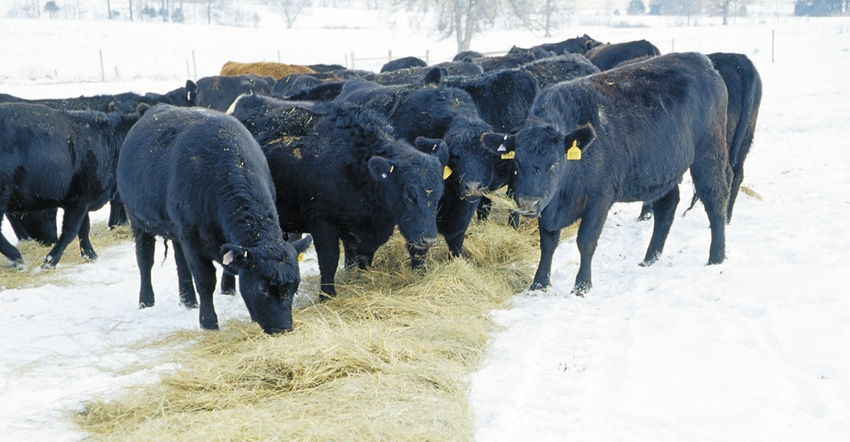 beef cattle eating in snow