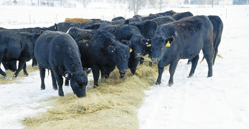beef cattle eating in snow beef cattle eating in snow