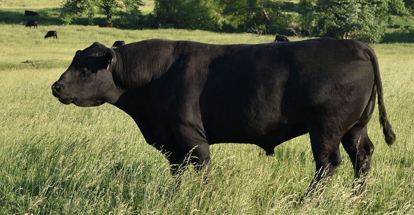 closeup of bull in field
