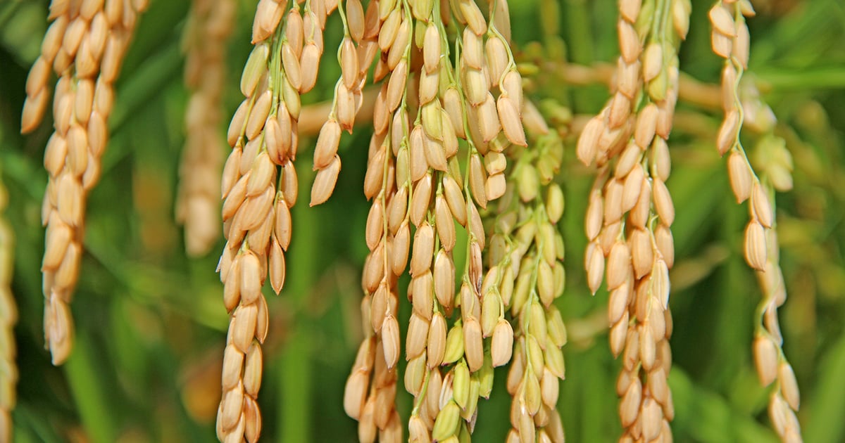 ‘Pecky’ rice not necessarily stink bug damage