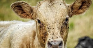 Face flies congregate around the eyes, nose, and mouth and feed off of normal cattle secretions
