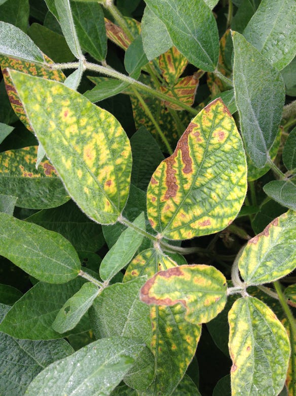 signs of sudden death syndrome on soybean leaves