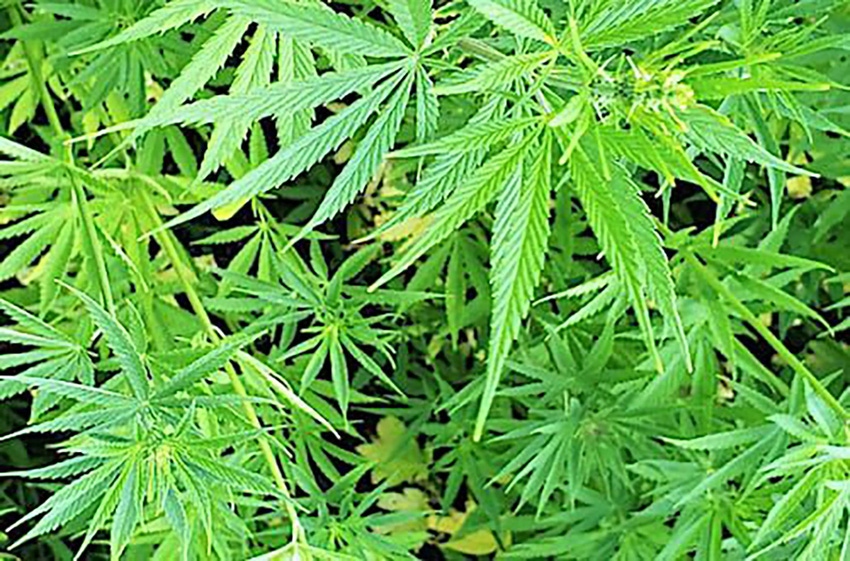 Clemson_Hemp.jpg Clemson_Hemp.jpg