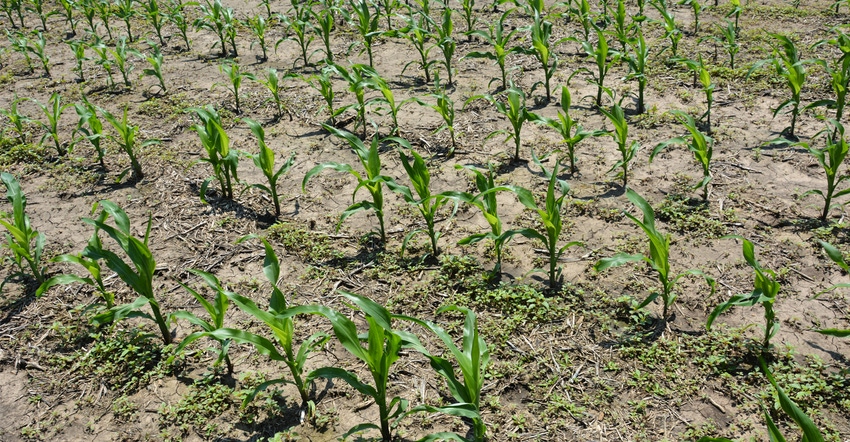 young corn plants with weeds emerging