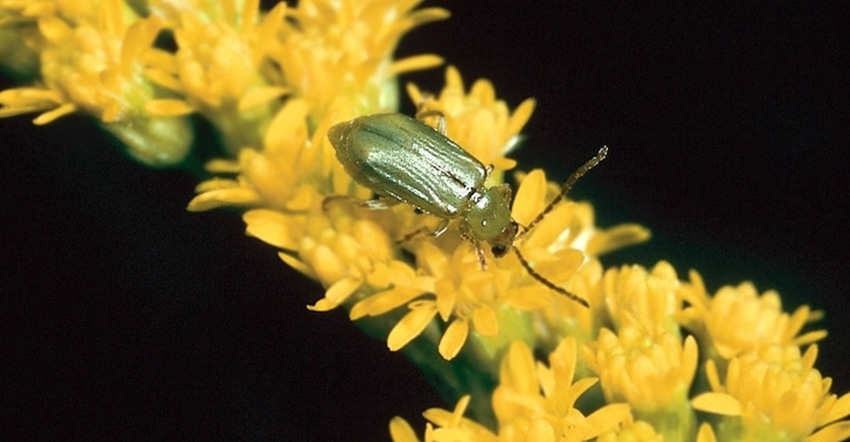 northern corn rootworm beetle closeup 