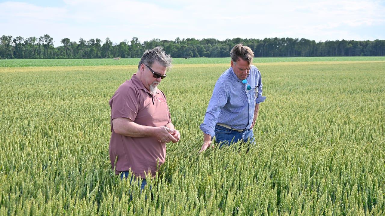 Frost, drought squeeze Delmarva wheat yields by 30%