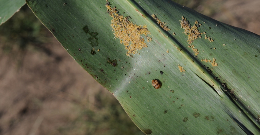 Sorghum aphids on leaf Sorghum aphids on leaf