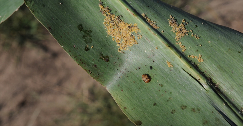 Sorghum aphids on leaf