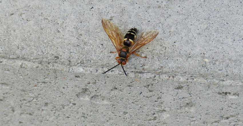 Eastern cicada killer wasp