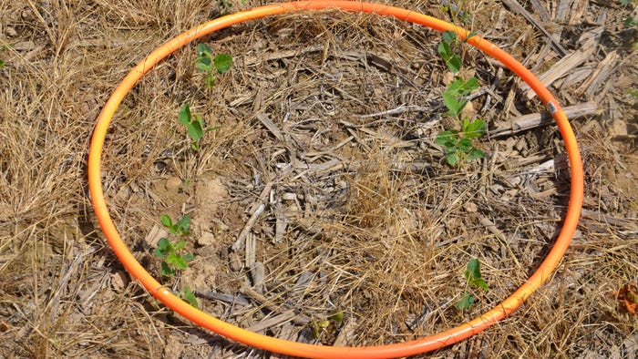 orange hula hoop lying in field with soybean seedlings emerging inside