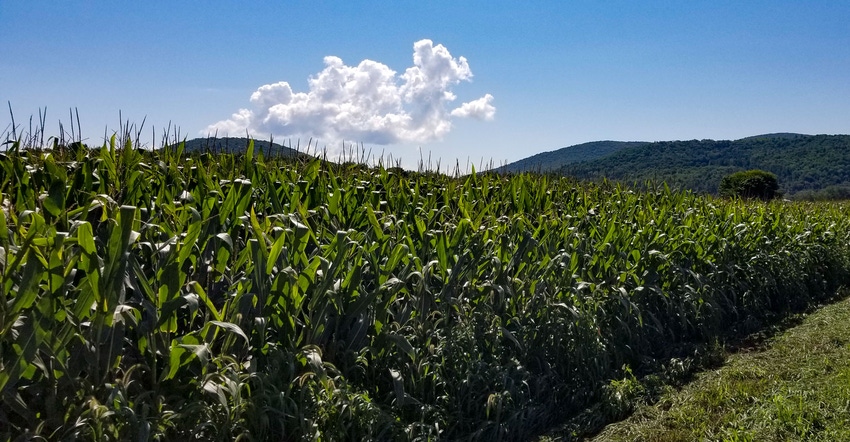 Healthy summer cornfield near Granville, N.Y.