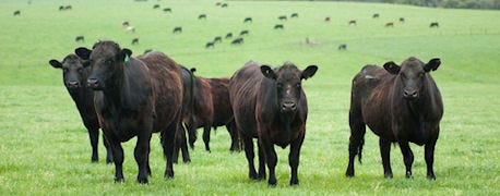 nebraska_state_fair_hold_two_new_cattle_shows_1_635344067798078897.jpg
