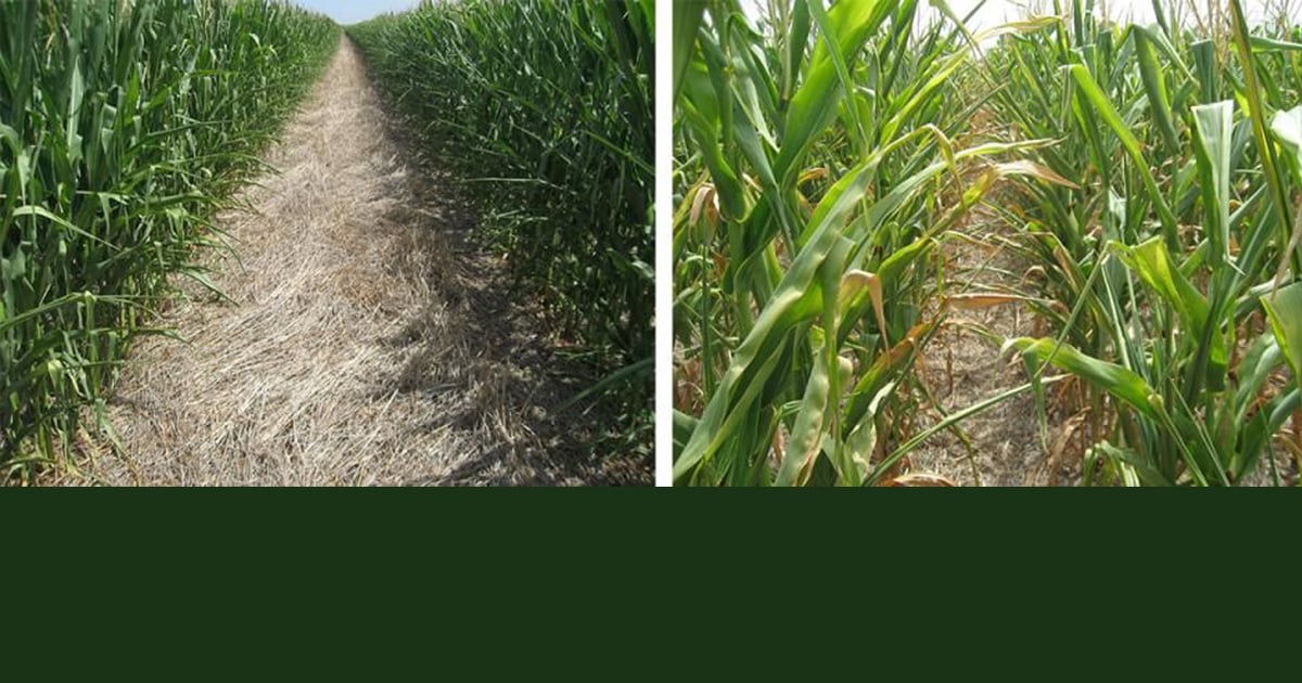 Skip-row dryland corn provides improved drought tolerance