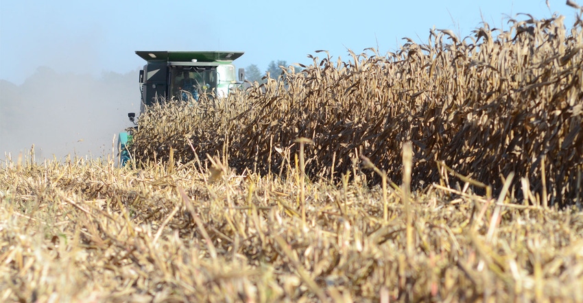 A combine tractor harvesting rows of corn