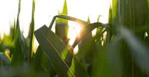 corn plants at sunset