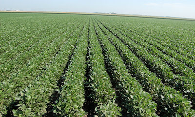 New high oleic soybean trait is a functional, sustainable, and non