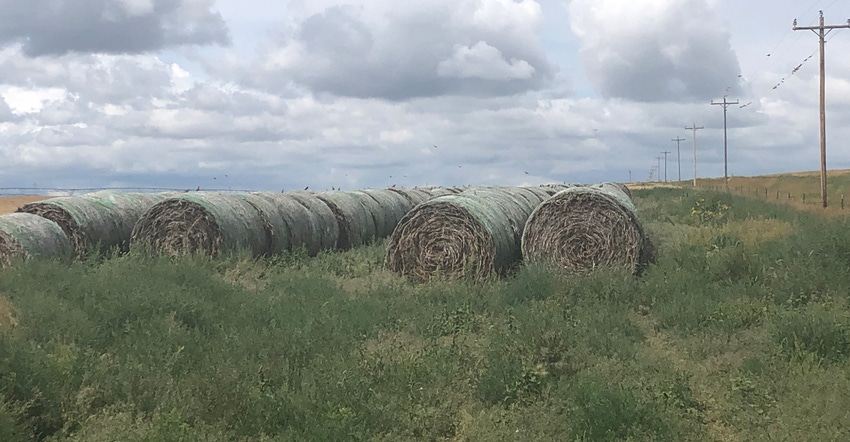 Industrial hemp grown in a field