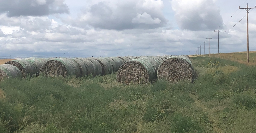 Industrial hemp grown in a field Industrial hemp grown in a field