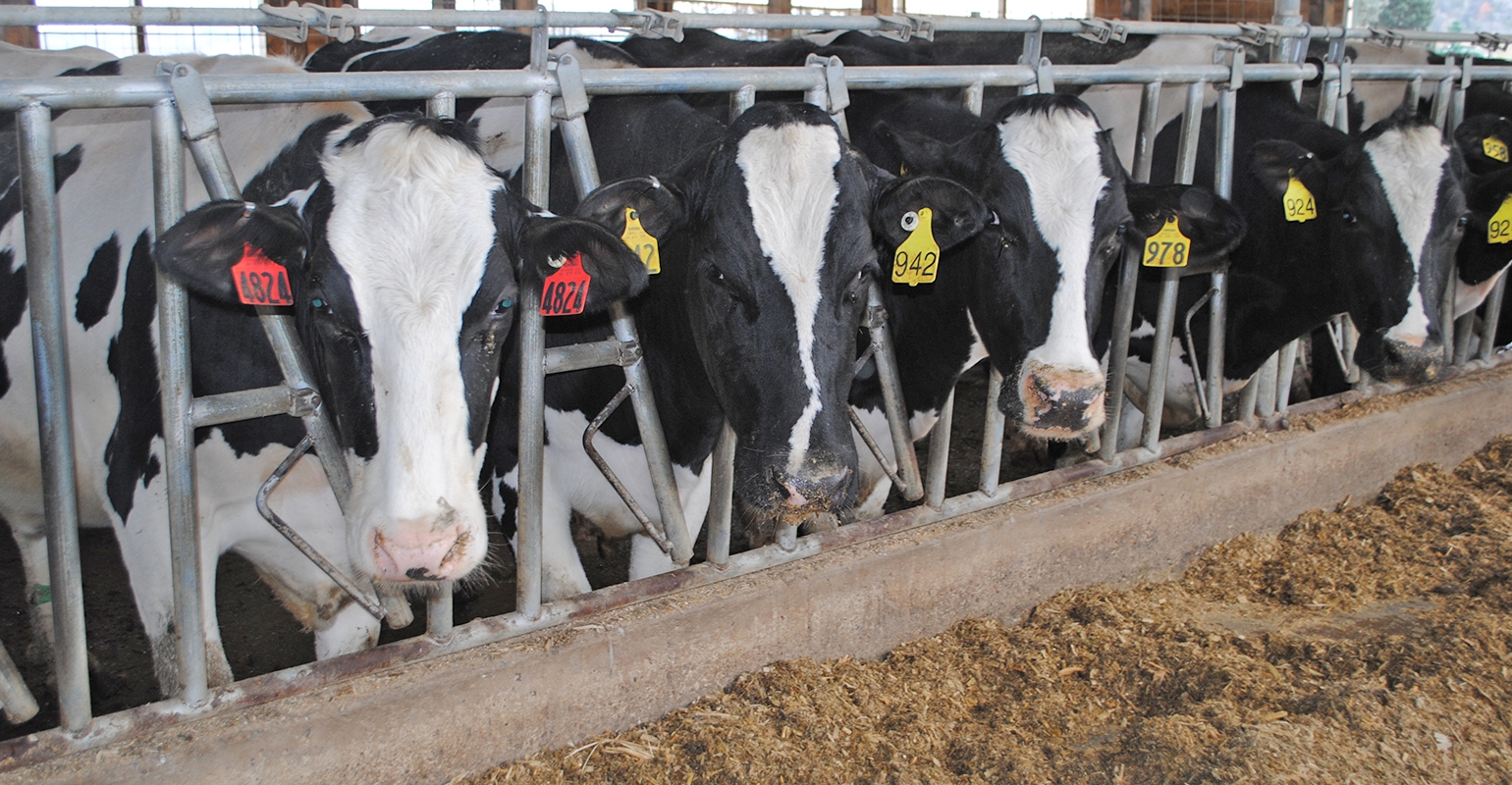 Keep hoof health in mind when building dairy housing