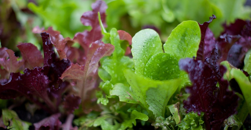 Baby lettuce