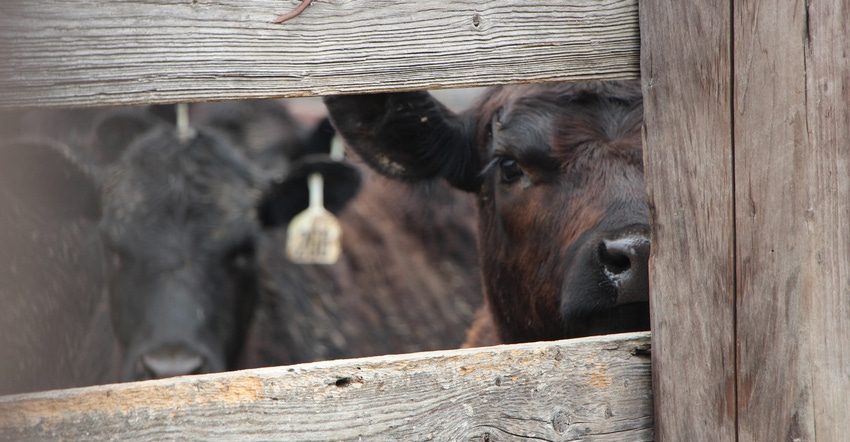 beef cattle in pen