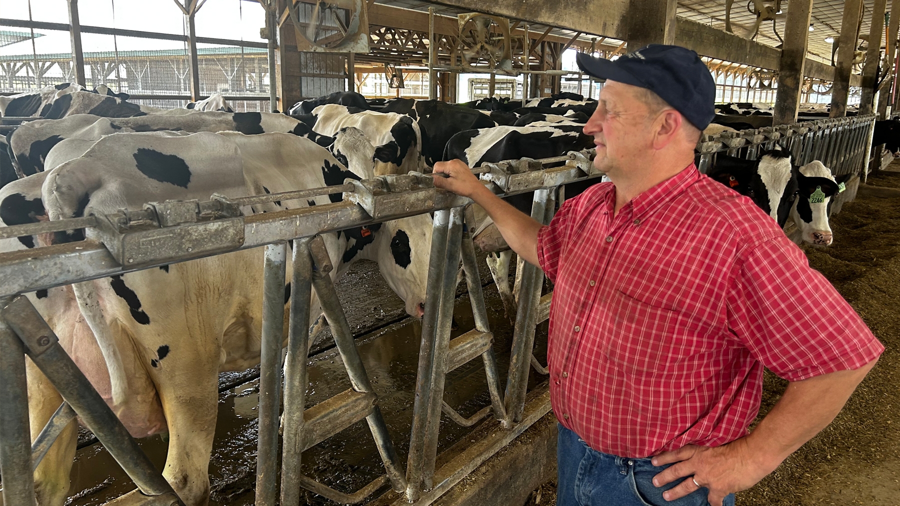 Chris Torres - Reid Hoover looks over cows in the farm’s free-stall barn