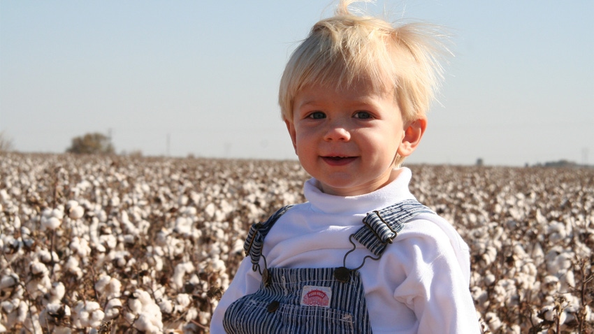 cotton harvest