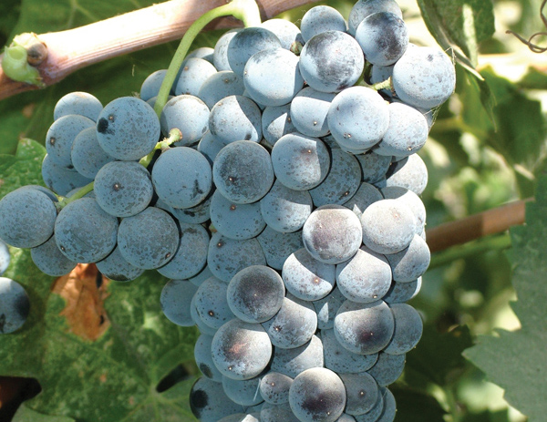 Organic Grape Supplies Transition to San Joaquin Valley