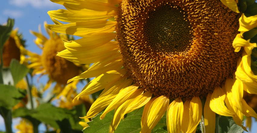 closeup of sunflower head