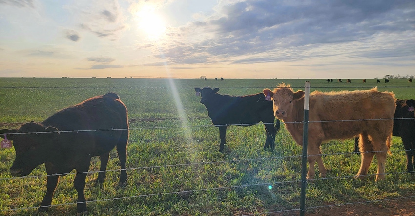swfp-shelley-huguley-livestock-21-herd.jpg swfp-shelley-huguley-livestock-21-herd.jpg