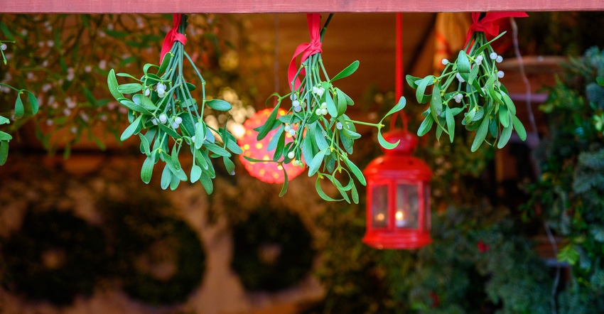 mistletoe-GettyImages-1195377703.jpg mistletoe-GettyImages-1195377703.jpg