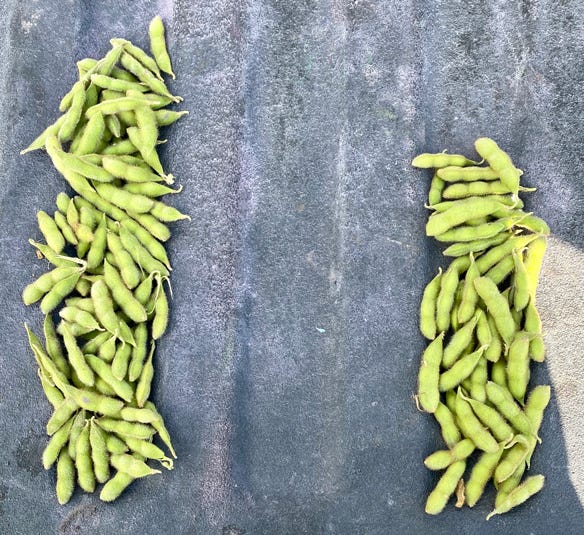 soybean pods laid out on truck tailgate