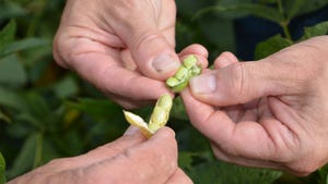 hands holding two open soybean pods